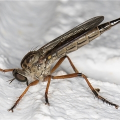 Cerdistus sp. (genus) (Slender Robber Fly) at Melba, ACT - 1 Dec 2024 by kasiaaus