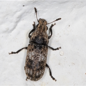 Dendropemon subfasciatus (Fungus weevil) at Melba, ACT by kasiaaus