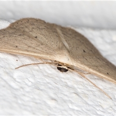 Scopula optivata at Melba, ACT - 1 Dec 2024 09:59 PM