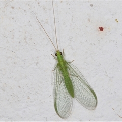 Mallada traviatus (Goldeneye Lacewing) at Melba, ACT - 1 Dec 2024 by kasiaaus