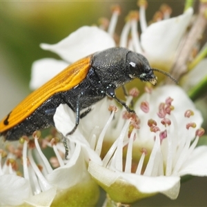 Castiarina balteata at Yarrow, NSW - 3 Dec 2024