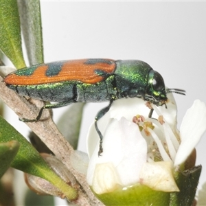 Castiarina hilaris at Yarrow, NSW - 3 Dec 2024 12:10 PM