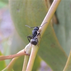 Polyrhachis phryne (A spiny ant) at Conder, ACT - 7 Jan 2024 by MichaelBedingfield