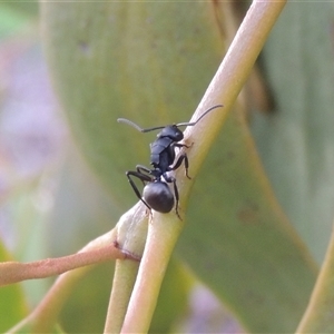 Polyrhachis phryne at Conder, ACT - 7 Jan 2024