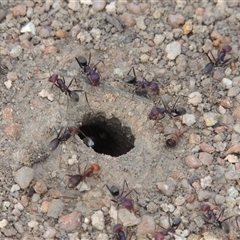 Iridomyrmex purpureus (Meat Ant) at Conder, ACT - 7 Jan 2024 by MichaelBedingfield