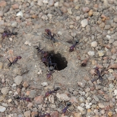 Iridomyrmex purpureus at Conder, ACT - 7 Jan 2024