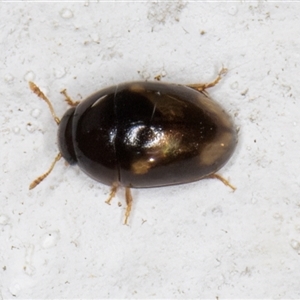 Phalacridae (family) at Melba, ACT - 1 Dec 2024 10:03 PM