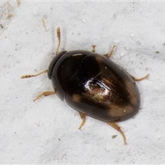 Phalacridae (family) at Melba, ACT - 1 Dec 2024 10:03 PM