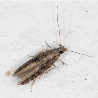 Leptozestis and Trachydora (genera) (A cosmet moth) at Melba, ACT - 1 Dec 2024 by kasiaaus