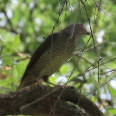 Ptilonorhynchus violaceus (Satin Bowerbird) at Kangaroo Valley, NSW - 4 Dec 2024 by lbradley