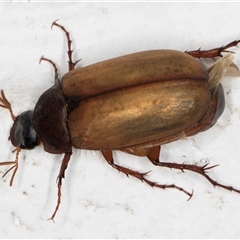 Sericesthis geminata (Pruinose scarab) at Melba, ACT - 1 Dec 2024 by kasiaaus