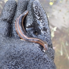 Richardsonianus australis (Tiger leech) at Murrumbateman, NSW - 3 Dec 2024 by SimoneC