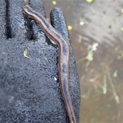 Richardsonianus australis at Murrumbateman, NSW - 4 Dec 2024 10:02 AM