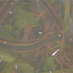 Richardsonianus australis at Murrumbateman, NSW - 4 Dec 2024