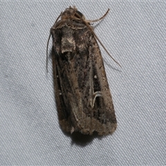 Proteuxoa nuna (A Noctuid moth (Acronictinae) at Freshwater Creek, VIC - 10 Apr 2020 by WendyEM