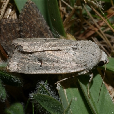 Proteuxoa paratorna (Hyphen Noctuid) at Freshwater Creek, VIC - 10 Apr 2020 by WendyEM