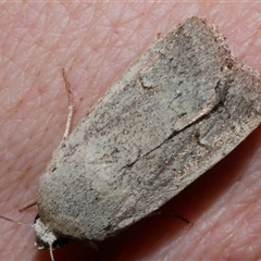 Proteuxoa paratorna (Hyphen Noctuid) at Freshwater Creek, VIC - 10 Apr 2020 by WendyEM