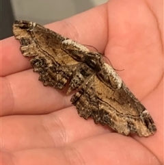 Pholodes sinistraria (Sinister or Frilled Bark Moth) at Richardson, ACT - 4 Dec 2024 by Ash295