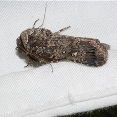 Proteuxoa sp. (11) (MoV, Part 9) (A Noctuid moth (Acronictinae) at Freshwater Creek, VIC - 11 Apr 2020 by WendyEM