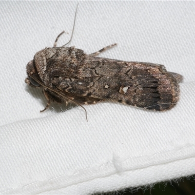 Proteuxoa sp. (11) (MoV, Part 9) (A Noctuid moth (Acronictinae) at Freshwater Creek, VIC - 10 Apr 2020 by WendyEM