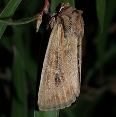 Hadenini (tribe) Sp.1. (MoV, Part 9) (A Noctuid moth (Hadeninae) at Freshwater Creek, VIC - 10 Apr 2020 by WendyEM