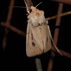 Hadenini (tribe) Sp.1. (MoV, Part 9) (A Noctuid moth (Hadeninae) at Freshwater Creek, VIC - 10 Apr 2020 by WendyEM