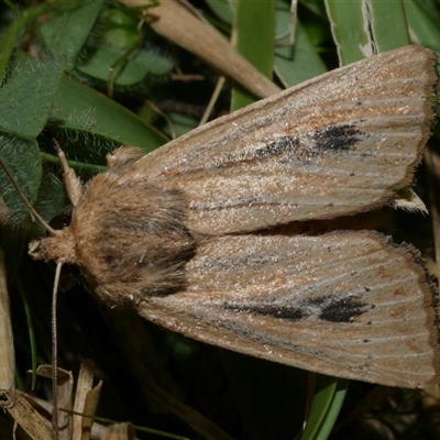 Hadenini (tribe) Sp.1. (MoV, Part 9) (A Noctuid moth (Hadeninae) at Freshwater Creek, VIC - 10 Apr 2020 by WendyEM