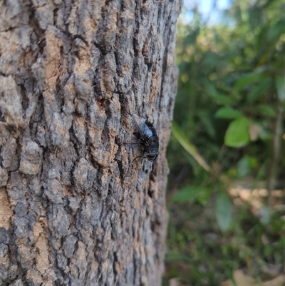 Unidentified True fly (Diptera) at Tucabia, NSW - 21 Sep 2024 by JamesLidseyBCT