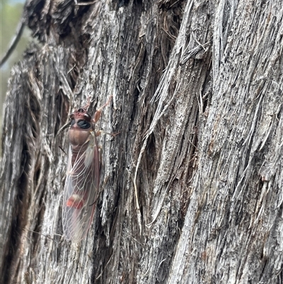 Yoyetta sp. (genus) (Firetail or Ambertail Cicada) at Kambah, ACT - 3 Dec 2024 by Rohit0890