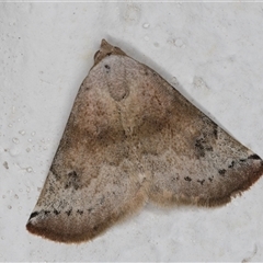 Mataeomera mesotaenia (Large Scale Moth) at Melba, ACT - 1 Dec 2024 by kasiaaus