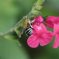 Amegilla (Zonamegilla) asserta (Blue Banded Bee) at Hackett, ACT - 4 Dec 2024 by UserYYUcWrIf