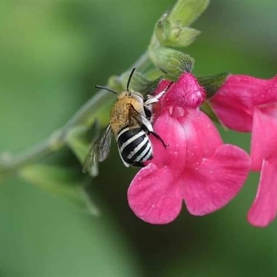 Amegilla (Zonamegilla) asserta (Blue Banded Bee) at Hackett, ACT - 4 Dec 2024 by UserYYUcWrIf