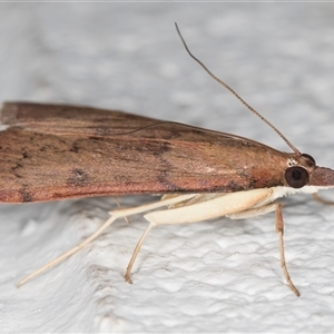 Uresiphita ornithopteralis at Melba, ACT - 1 Dec 2024 11:15 PM