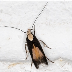 Trachydora pygaea (A Gelechioid moth) at Melba, ACT - 2 Dec 2024 by kasiaaus