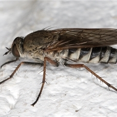 Anabarhynchus plumbeoides at Melba, ACT - 2 Dec 2024 10:43 PM