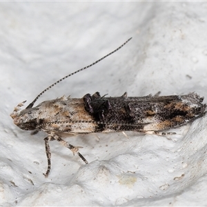 Leptozestis toreutica at Melba, ACT - 2 Dec 2024 10:45 PM