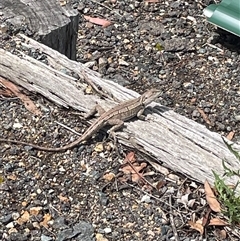 Amphibolurus muricatus (Jacky Lizard) at Wanniassa, ACT - 4 Dec 2024 by AdamMc