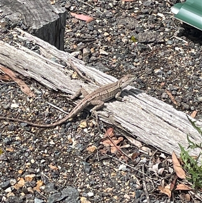 Amphibolurus muricatus (Jacky Lizard) at Wanniassa, ACT - 4 Dec 2024 by AdamMc