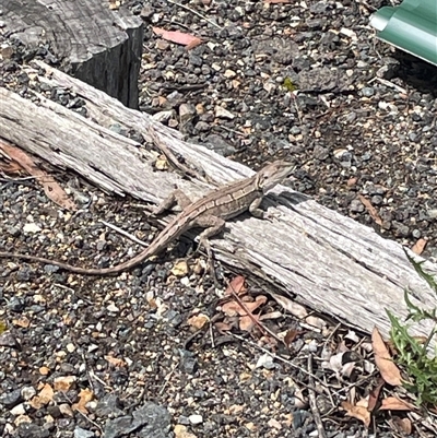 Amphibolurus muricatus (Jacky Lizard) at Wanniassa, ACT - 4 Dec 2024 by AdamMc