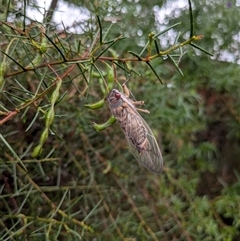 Psaltoda moerens (Redeye cicada) at Hackett, ACT - 4 Dec 2024 by WalterEgo