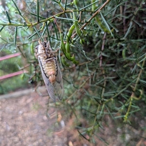 Psaltoda moerens at Hackett, ACT - 4 Dec 2024 08:16 AM