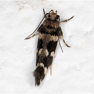 Macrobathra baliomitra at Melba, ACT - 2 Dec 2024 10:49 PM