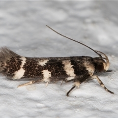 Macrobathra baliomitra at Melba, ACT - 2 Dec 2024 10:49 PM