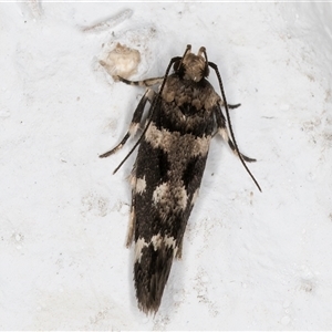 Macrobathra baliomitra at Melba, ACT - 2 Dec 2024 10:49 PM