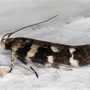 Macrobathra baliomitra at Melba, ACT - 2 Dec 2024 10:49 PM