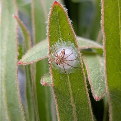 Oxyopes sp. (genus) at Mount Kembla, NSW - 3 Dec 2024 by BackyardHabitatProject