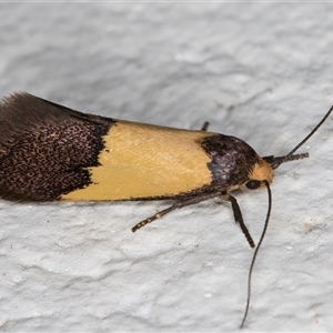 Hemibela hemicalypta (A Concealer moth) at Melba, ACT by kasiaaus