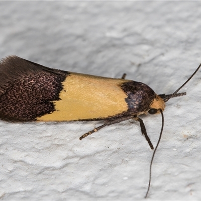 Hemibela hemicalypta (A Concealer moth) at Melba, ACT - 2 Dec 2024 by kasiaaus