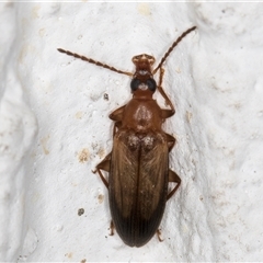 Euomma lateralis (Comb-clawed beetle) at Melba, ACT - 2 Dec 2024 by kasiaaus