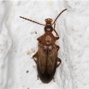 Euomma lateralis at Melba, ACT - 2 Dec 2024